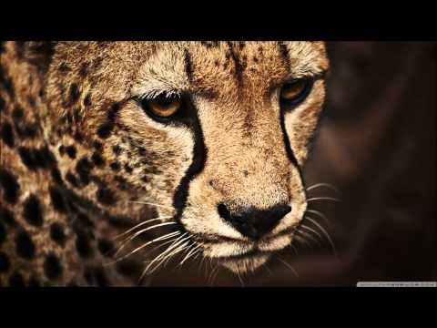 G-Eazy x Too $hort - Show You The World