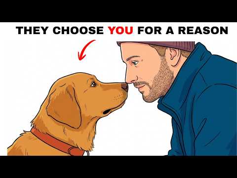How Dogs Choose a "Favorite" Human? (The Science Behind It)