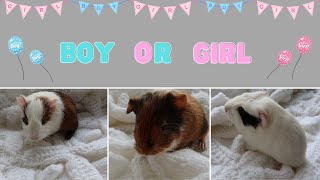 GUINEA PIG BABY NAME AND GENDER REVEAL!