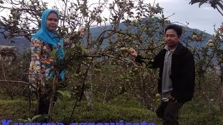 preview picture of video 'Kusuma Agrowisata | Wisata Kebun Apel'