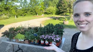 Plant Haul From Walmart & Menards! | Simply Bloom