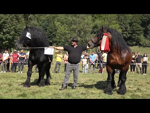 Parada cailor de la Campu Cetatii, Mures 10 Septembrie 2023 Mou!!!