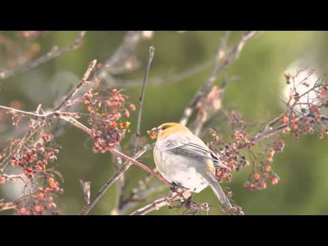 Hakengimpel Weibchen, Pine Grosbeak