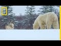 Wolf Pack Takes on a Polar Bear - Ep. 1 | Wildlife: The Big Freeze