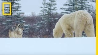 Wolf Pack Takes on a Polar Bear - Ep 1  Wildlife: 