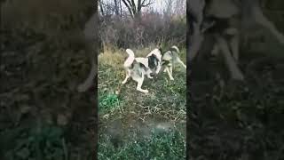 Strong Volkodav Dog defeated the wolf