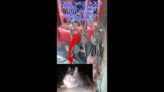 Download lagu ANGEL WES ANGEL TUTURAMU mp3