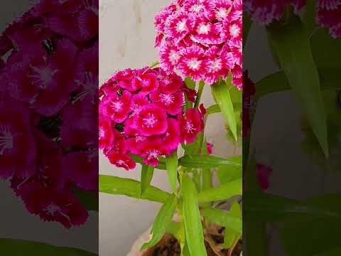 #flowers #gardening #nature