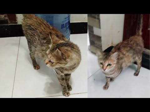 Cute Cat Videos || Funny Cat Videos || RR Twins World ||