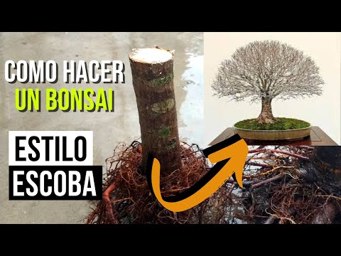 3 years of work summarized in 5 minutes! | How to make a hokidachi broom-style elm bonsai