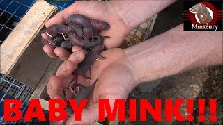 We Have Baby Mink!!!!