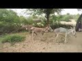 Donkey Enjoy Donkey Animal Viral Animalsounds