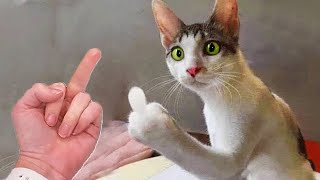 Try Not To Laugh 😂 Funniest Cats and Dogs 2024 😹🐶 Part 30