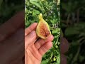 unk blackberry fig a big surprise fig figtree figboss gardeningtips fruittrees