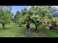 Incredible Tropical Food Forest And Community Garden In Miramar Florida Free To The Public