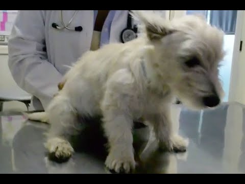 Vámonos de pata de perro. ¿Cuáles son las enfermedades más comunes en mascotas?