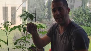 גידול עגבניות שרי, בזיליקום, בשמת, ביגוניה במרפסת - יום מספר 26 בניסוי הצמחים במרפסת