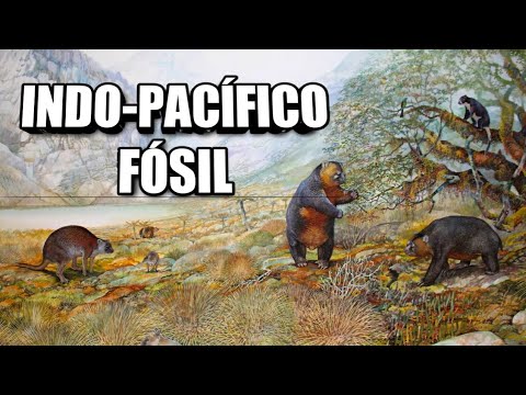 🐘 The AMAZING fossil MEGAFAUNA of the Indo-Pacific 🤩