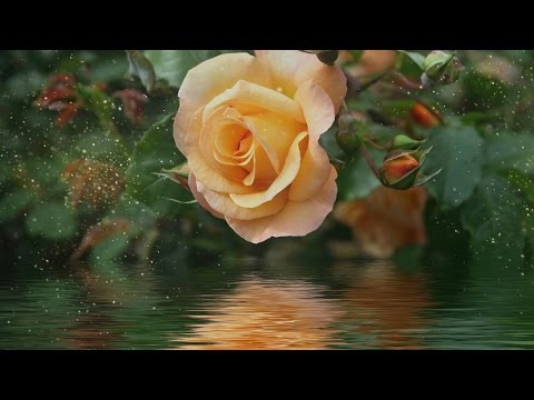 Peaceful Music, Relaxing Music, Instrumental Music, "Ever I Love You" by Tim Janis