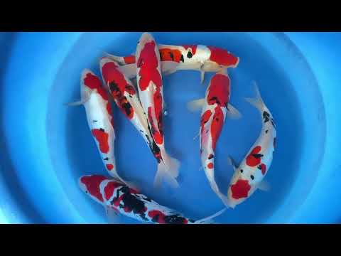 JKS 190 Nisai D sanke Benikumonryu