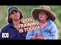 Muster Dogs Experts Show Working Dogs Who S Boss