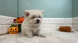 ハーフ犬の動画01