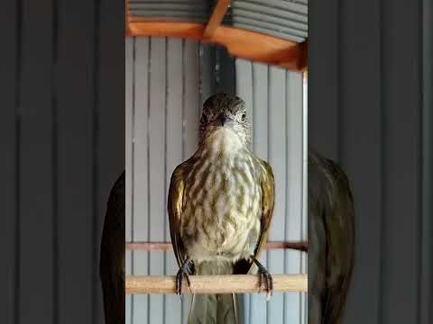 Cucak rawis masteran handal