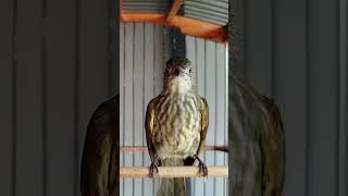 Download lagu Cucak rawis masteran handal mp3 Download lagu Cucak rawis masteran handal mp3