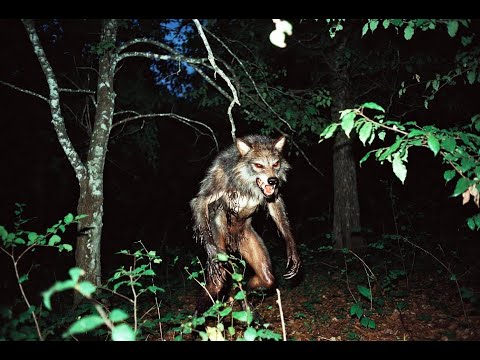 O LOBISOMEM DE NOVA VENÉCIA   ESPÍRITO SANTO