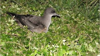 Short-tailed shearwater migration