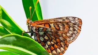 Rare Butterfly Returns To San Diego National Wildlife Refuge