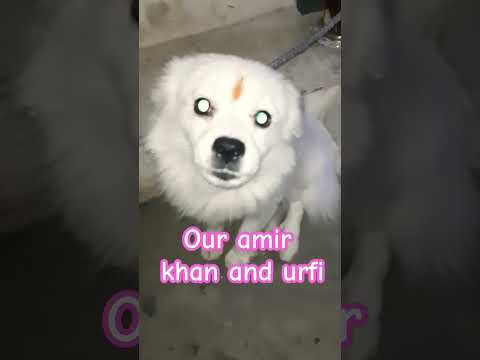 amir khan and urfi javed #dog #streetdoglove #doglover #roast