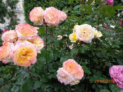 LU SOE MA LAY A CHIT(WINE SU KHINE THEIN)