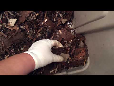 3 Baby Red Worms Seen! Woo-hoo! Ep 24