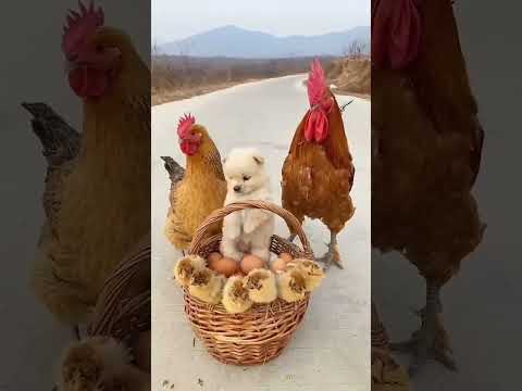 Puppies and their families . A beautiful moment #503 - #shorts