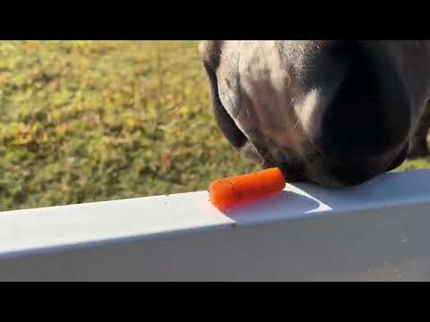 Rowdy Tries to Eat a Little Carrot!