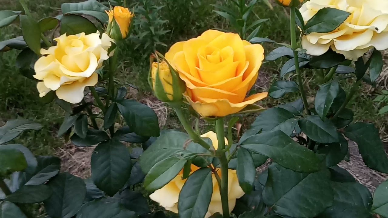 Роза Керио.Цветение мощное,обильное.