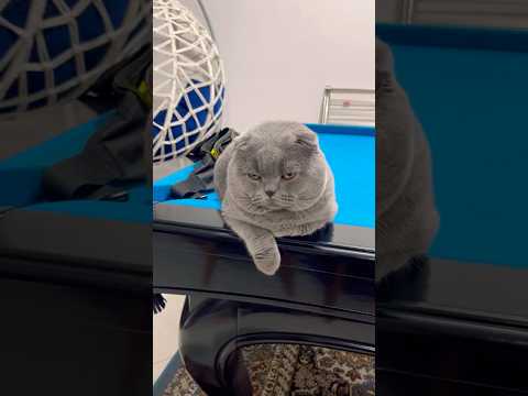 15 October 2025 #cute #cat #shorts #short #scotish #scotishfold#اسکاتیش