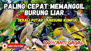 Download lagu Suara Pikat Trucukan Ribut dan Semua Burung Kecil, Terbukti Paling Ampuh 2024 mp3 Download lagu Suara Pikat Trucukan Ribut dan Semua Burung Kecil, Terbukti Paling Ampuh 2024 mp3
