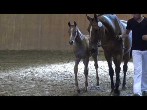 Hermes de Lux-Landor S colt * 05/2016 for sale