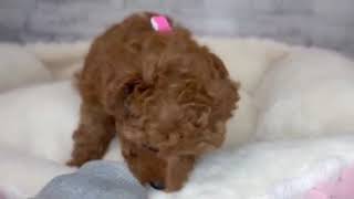 トイプードルの動画01