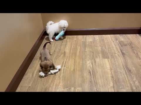 Bichon Frise - 4651 video preview