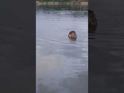 As belezas da natureza e os botos brincando no Rio Juruá. 🐬#Boto #RioJuruá #Amazonas #Natureza