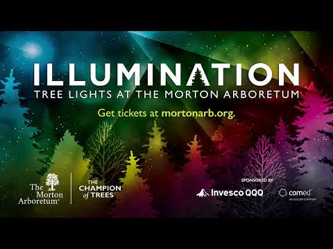 Illumination: Tree Lights at The Morton Arboretum |...