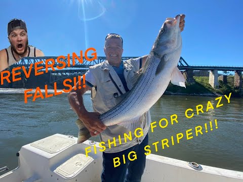 Fishing for BIG stripers in Reversing Falls, Saint John NB!!!! BIG Fish!!