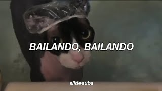 Download lagu la canción bailando, bailando || BAILANDO - Paradisio (Tik Tok Gatitos Bañandose) (Letra/Lyrics) mp3