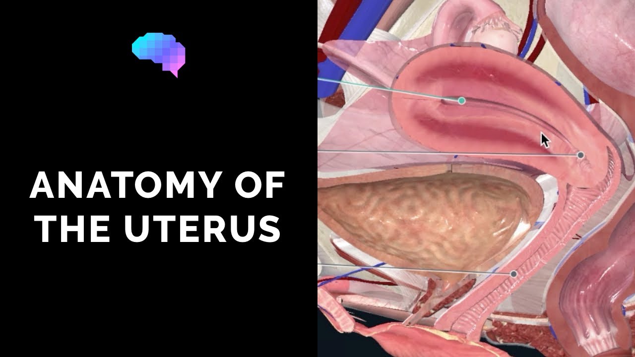 Anatomy of the Uterus | Ovaries | 3D Anatomy Tutorial
