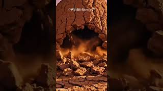 Download lagu Maasai Rangers Free Trapped Baby Warthogs from Giant Mud Cocoon #wildliferescue #savanna mp3