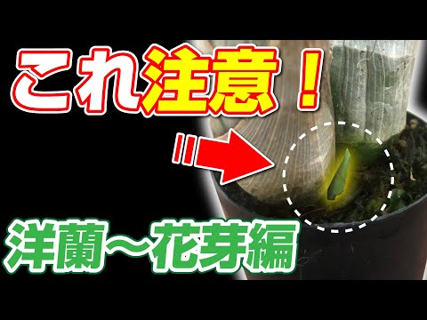 蘭を活性化させるアジアの秘訣は何でしょうか？永遠に開花する極東の魔法  庭園