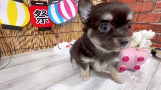 チワワ（ロング）の動画01